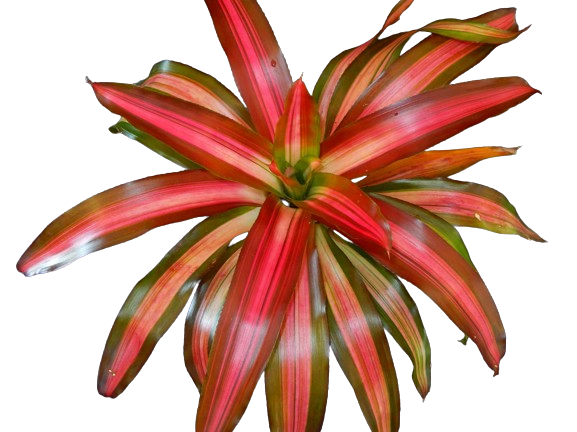 TriColor Perfecta Bromeliad (Neoregalia spp.) - 6'' Pot