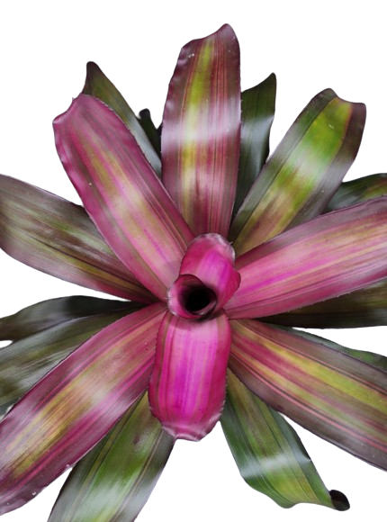 Will 2 Bromeliad (Neoregalia spp.) - 6'' Pot
