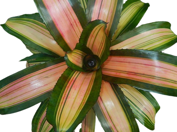 Yang Bromeliad (Neoregalia spp.) - 6'' Pot