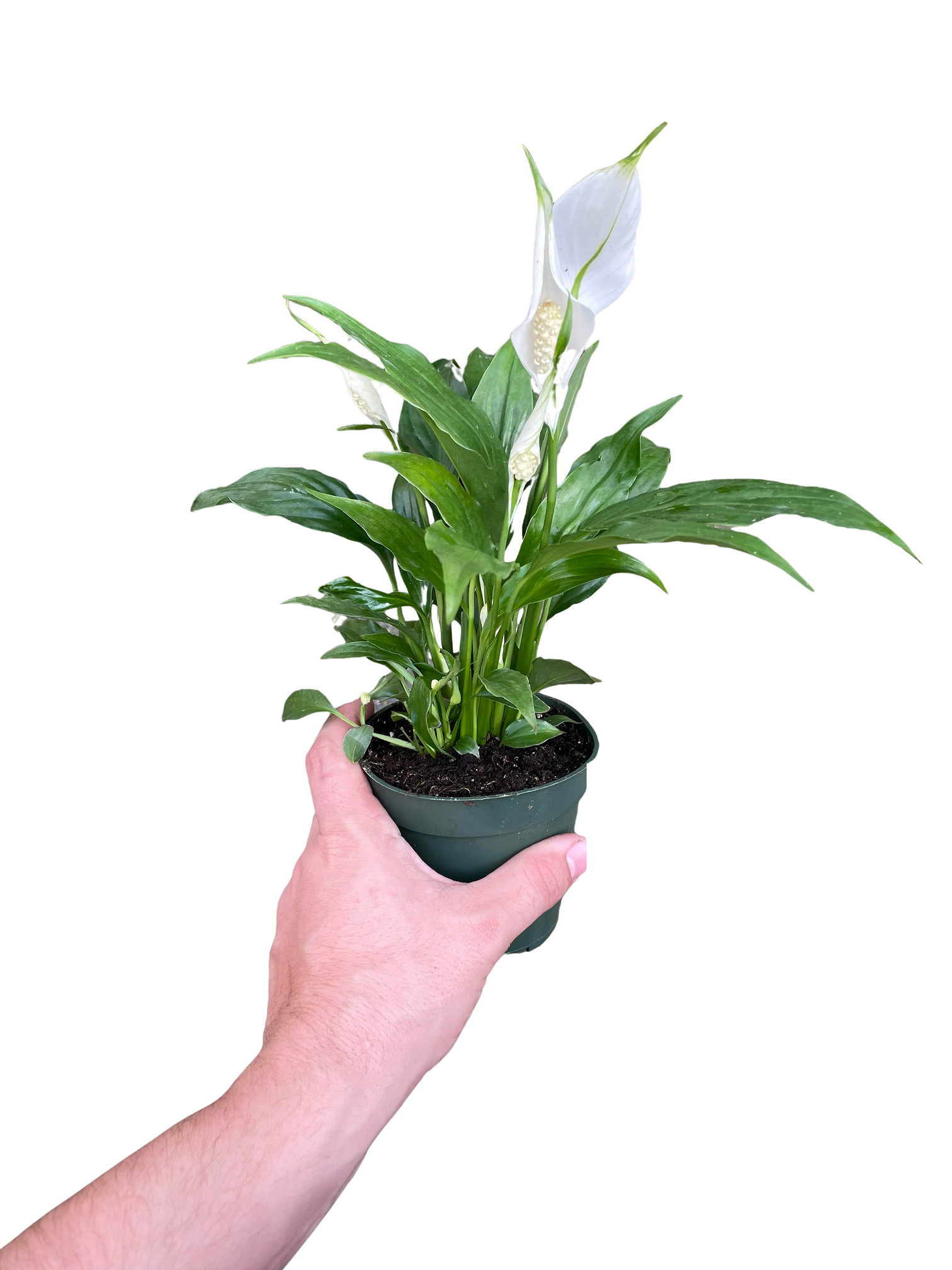 Peace Lily - Spiked - Small